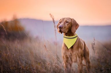 Світловідбиваючий комір для собак Bipols, колір жовтий - AP781925-02- Фото №2
