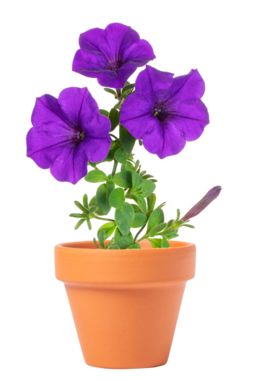 Горшок цветочный Soltax, цвет натуральный - AP721907- Фото №6